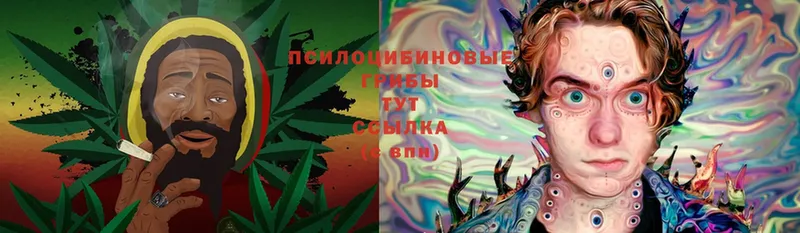 mega как войти  Курильск  Галлюциногенные грибы Psilocybe 